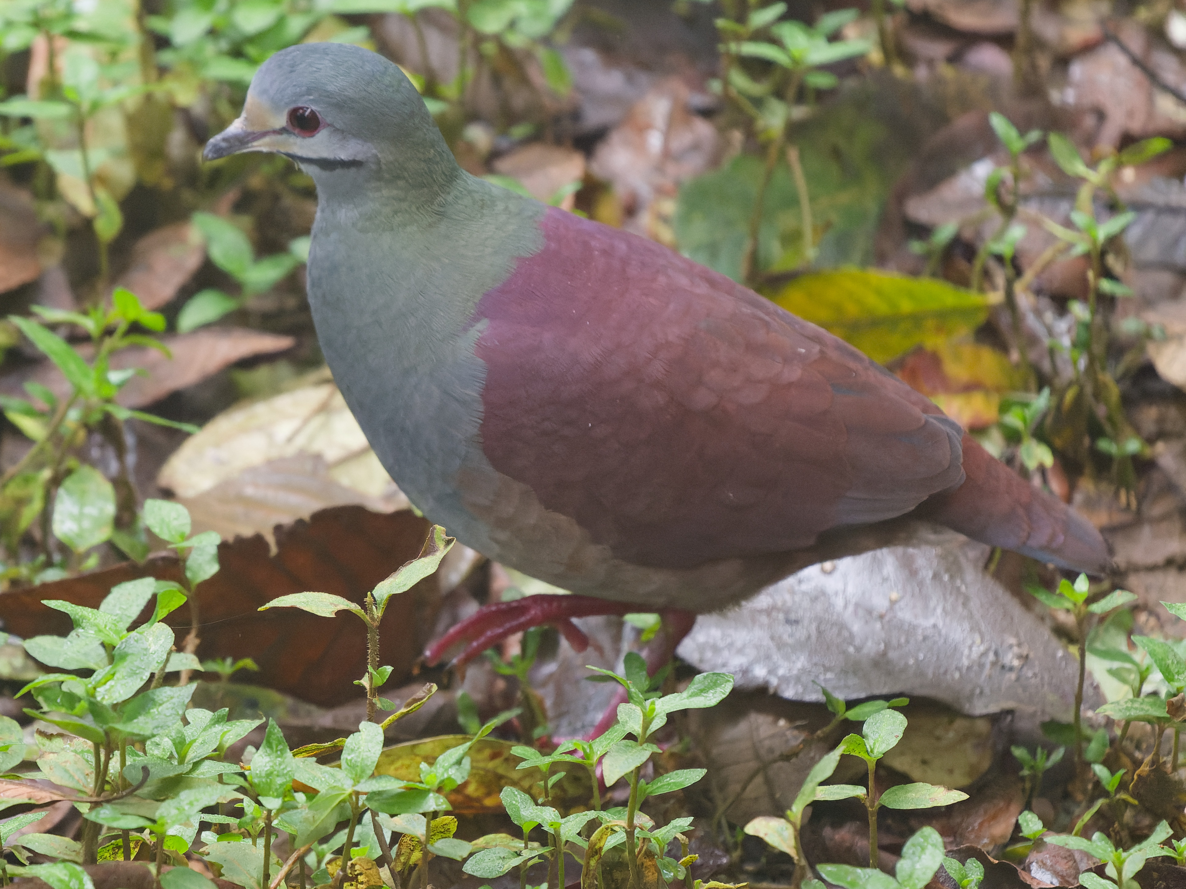 Geotrygon costaricensis / Buff‑fronted quail‑dove / Costaricaanse kwartelduif